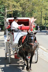 CentralParkHorse